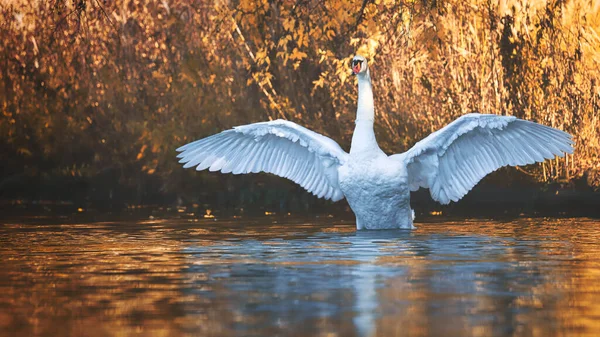 Eine Schöne Weiße Ente Wasser Mit Ausgestreckten Flügeln — Stockfoto