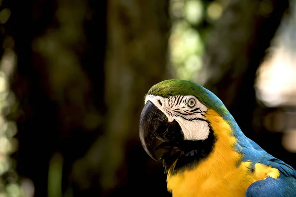 Extrême Gros Plan Visage Perroquet Coloré Avec Fond Bokeh Foncé — Photo