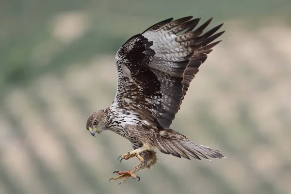 Closeup Eagle Landing Posture Bright Bokeh Background — Stock Photo, Image