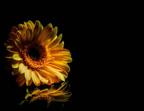Extremo Primer Plano Flor Margarita Color Amarillo Con Fondo Bokeh —  Fotos de Stock