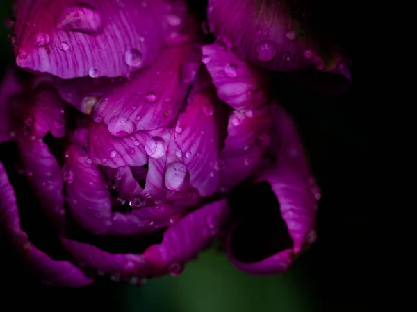 Цветок Мокрого Фиолетового Цвета Темном Фоне Боке Лицензионные Стоковые Фото