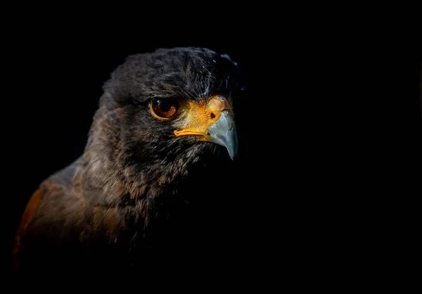 Extreme Nahaufnahme Eines Adlergesichts Der Dunkelheit Mit Schwarzem Bokeh Hintergrund — Stockfoto