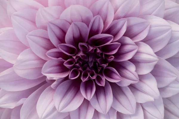 Extreme Closeup Baby Pink Colored Dahlia Flower Bokeh Background — Foto Stock