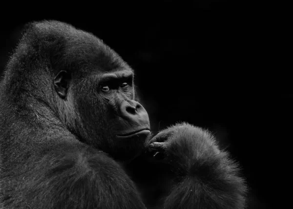 Extreme Closeup of A Gorilla Seriously Thinking with Black Colored Background Monochrome Photography