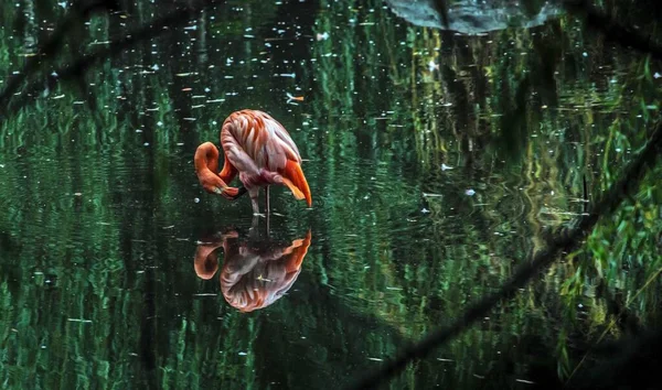 Ein Schöner Flamingo Vogel Der Allein Grünen Wasser Steht — Stockfoto