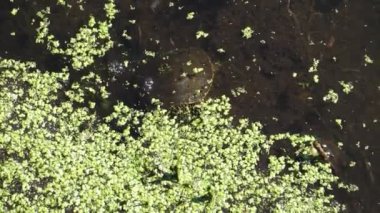 Göldeki küçük kaplumbağa