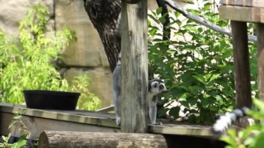 Hayvanat Bahçesinde Komik lemur