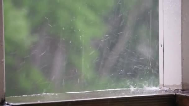 Сильний Дощ Влітку — стокове відео