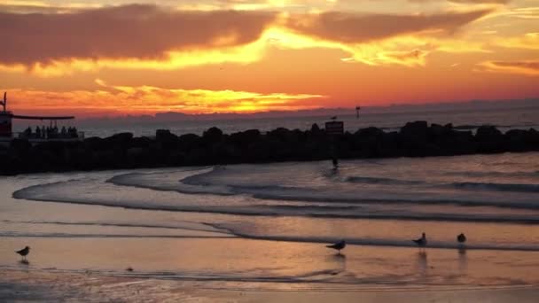 日没時のビーチでのカモメ — ストック動画