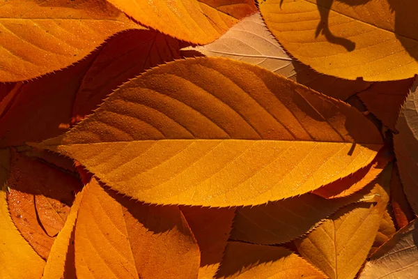 Падшие листья на земле. — стоковое фото