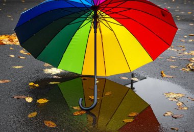 Islak asfaltta parlak bir şemsiye.