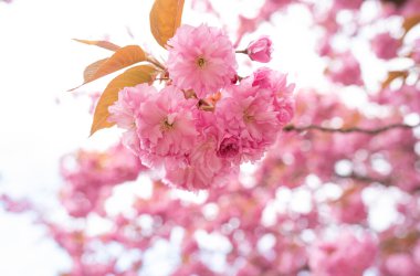 Ağaçtaki genç sakura çiçekleri.