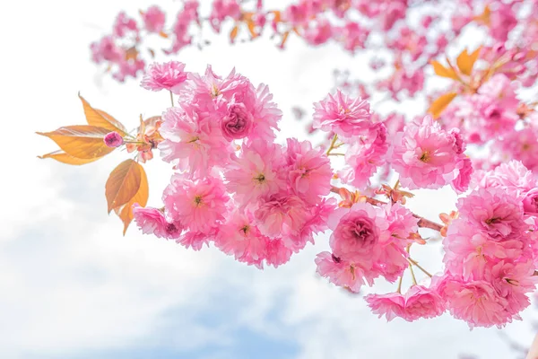 Young sakura flowers on the tree. — Stock Photo, Image