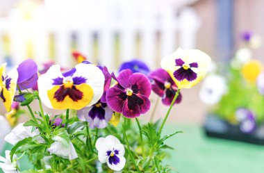 Kavanozda mor renkli çiçekler.