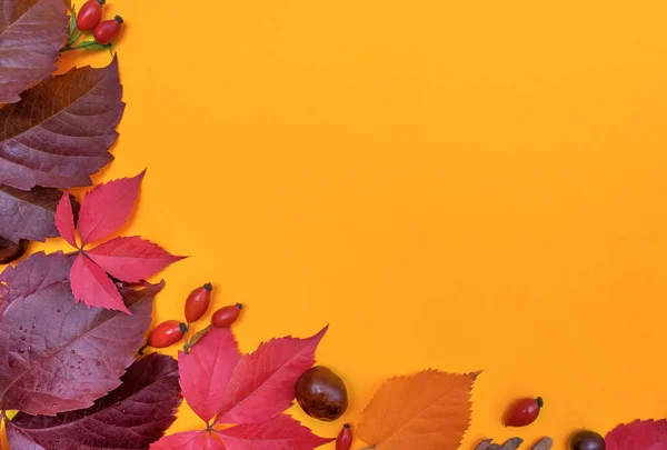 Outono Ainda Vida Fundo Brilhante Lugar Para Seu Texto — Fotografia de Stock