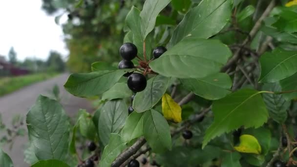 Las Bayas Negras Árbol Por Camino — Vídeos de Stock