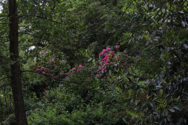 İngiltere 'de bahar çiçek açıyor.