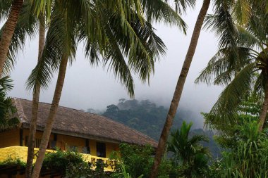 Tayland 'daki Koh Lanta tepelerinden aşağı süzülen sis.