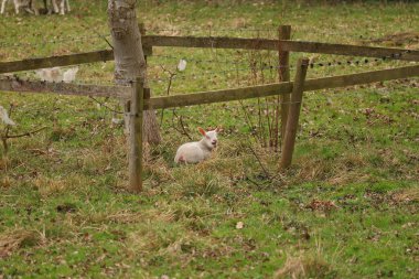 Baharın ilk zamanlarında çamurlu paltolu koyunlar ve kuzular