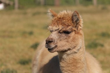 Hertford çevresindeki tarlalarda güneşlenen alpakalar.