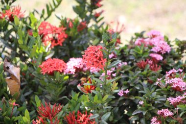 Tropik bitki örtüsü güneşte gelişiyor.