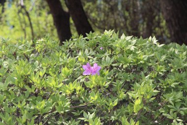 Tropik bitki örtüsü güneşte gelişiyor.