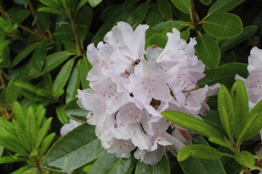 İngiltere 'de bahar çiçek açıyor.