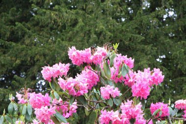 İngiltere 'de bahar çiçek açıyor.