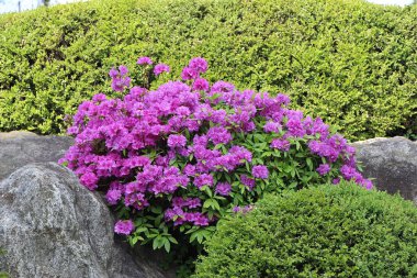 Tropik bitki örtüsü güneşte gelişiyor.