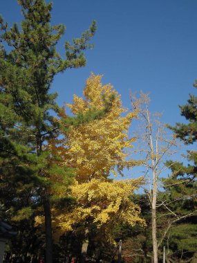 Japonya, Nara 'daki tapınakları keşfediyor.