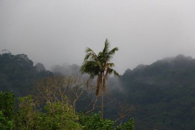 Tayland 'daki Koh Lanta tepelerinden aşağı süzülen sis.