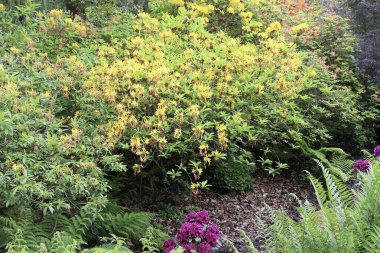 Tropik bitki örtüsü güneşte gelişiyor.