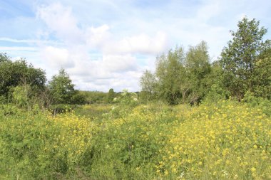 İngiltere 'de bahar çiçek açıyor.