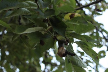 Parlak sonbahar bitkileri parlak ama kısa bir süre yanan renklerle yanar.