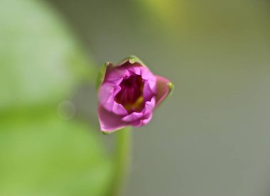 Tropik bitki örtüsü güneşte gelişiyor.
