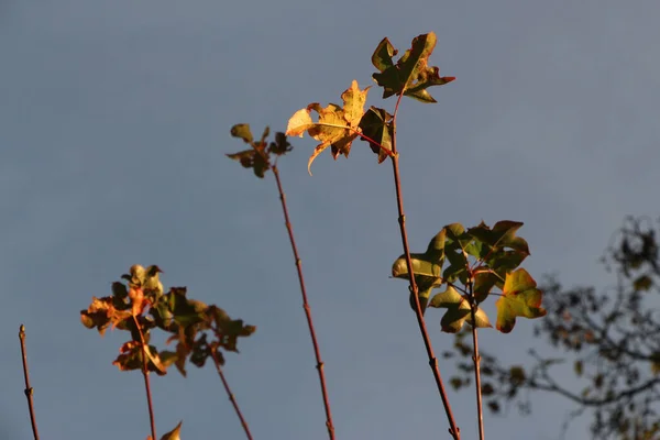Csillogó Őszi Növények Ragyogóan Röviden Lángoló Színekkel Égnek — Stock Fotó