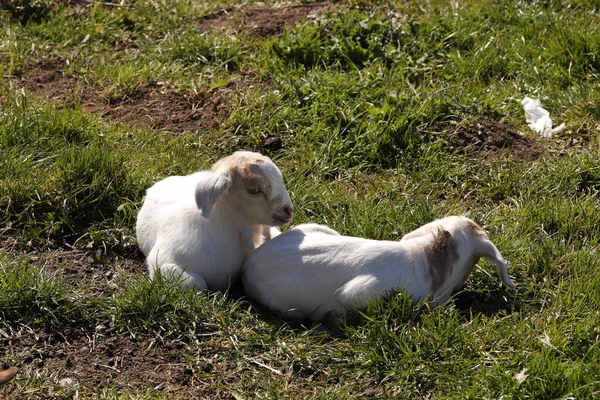 Hertford Çevresindeki Tarlalarda Yeni Doğmuş Kuzular — Stok fotoğraf