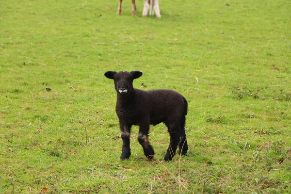 Ovce Jehňata Blátivými Plášti Raných Jarních Polích — Stock fotografie
