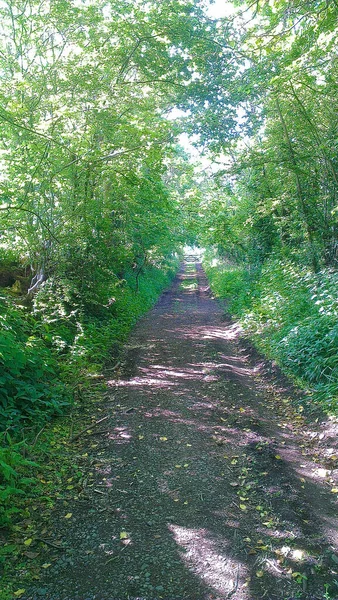 Güney Devon Puslu Güneşli Yaz Günleri — Stok fotoğraf