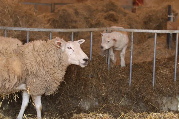 Ovce Jehňata Blátivými Plášti Raných Jarních Polích — Stock fotografie