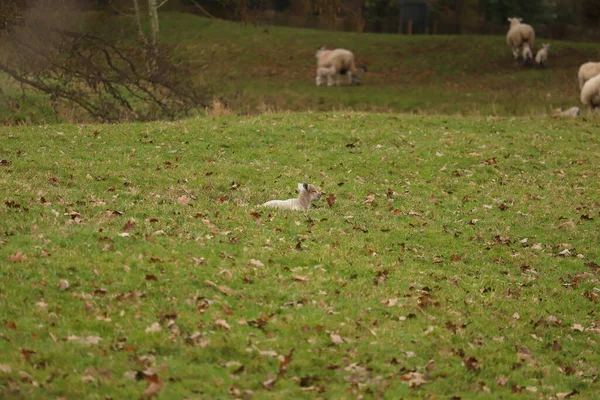 Sheep Lambs Muddy Coats Early Spring Fields — 图库照片
