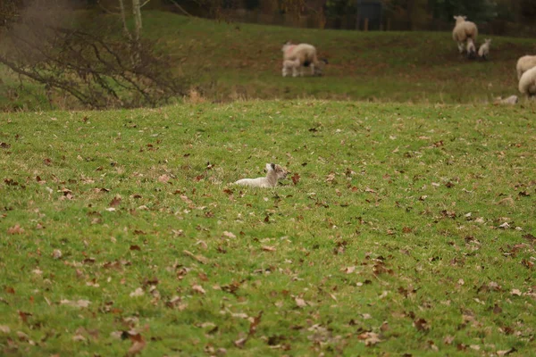 Ovelhas Cordeiros Com Casacos Enlameados Nos Campos Primavera — Fotografia de Stock