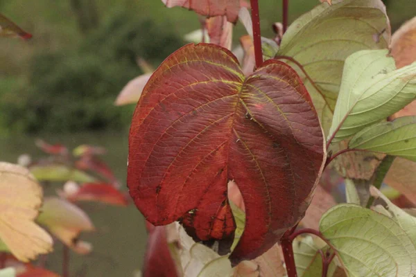 Rilliant Autumn Plants Burning Brightly Briefly Flaming Colours — Φωτογραφία Αρχείου