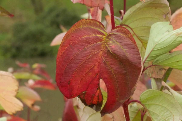 Rilliant Autumn Plants Burning Brightly Briefly Flaming Colours — Φωτογραφία Αρχείου