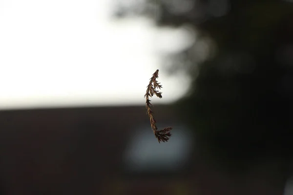 Plantes Automne Brillantes Brûlant Brillamment Mais Brièvement Avec Des Couleurs — Photo