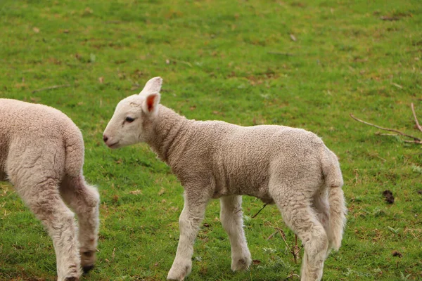 Schafe Und Lämmer Mit Matschigen Mänteln Auf Den Frühjahrsfeldern — Stockfoto