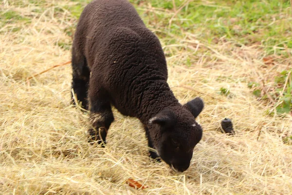 Baharın Ilk Zamanlarında Çamurlu Paltolu Koyunlar Kuzular — Stok fotoğraf