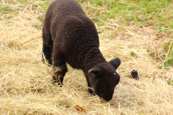 Ovelhas Cordeiros Com Casacos Enlameados Nos Campos Primavera — Fotografia de Stock