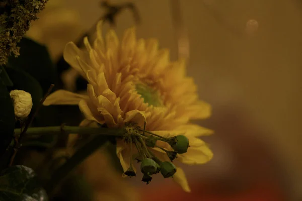 Zářivé Podzimní Rostliny Jasně Ale Krátce Hořícími Barvami — Stock fotografie