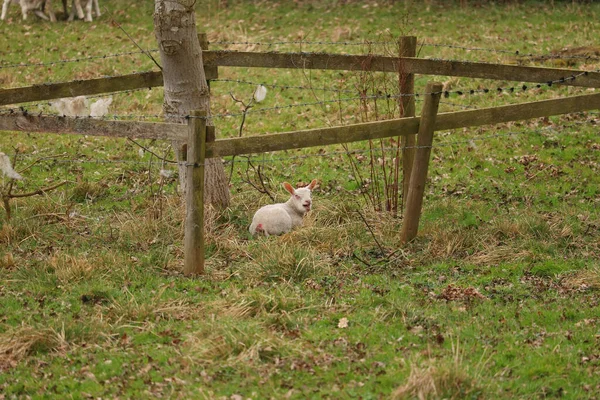 Baharın ilk zamanlarında çamurlu paltolu koyunlar ve kuzular